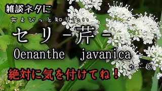 【自然vlog＃95】植物紹介セリ（芹）Oenanthe javanica春の七草ドクゼリとの見分け [upl. by Somerset]