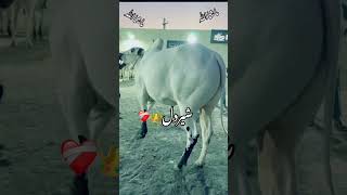 FARRUKH CATTLE FARM DAND SHER DIL [upl. by Bud]