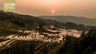 Arrozales milenarios en el suroeste de China cobran nueva vida gracias al auge del turismo [upl. by Llenna]