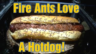 Fire Ants Love To Devour A Big Hot Dog [upl. by Ydnas945]