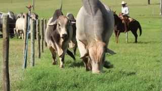 Fazenda JARACATIÁ  Nelore  Brahman [upl. by Selima220]