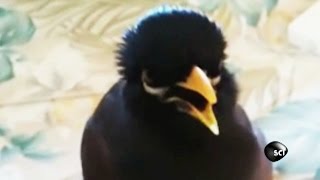 quotIm a Chickenquot Says This Talking Mynah Bird [upl. by Esinrahs354]