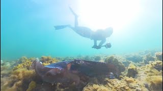 Whyalla SA 2024  Giant Cuttlefish Dive [upl. by Krilov]