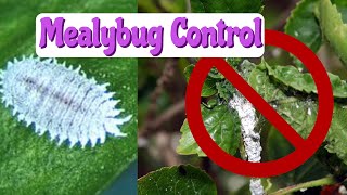 8 EASY Solutions for Mealy Bugs  How to Get Rid of Mealy Bugs on Houseplants [upl. by Krasnoff72]