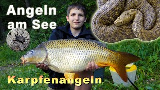 Karpfenangeln  Angeln am See mit Überraschungen  Karpfen Schlangen Spinnen und mehr [upl. by Akima]