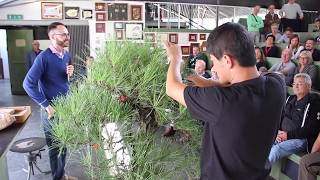 Large pine Bonsai demo by Daisaku Nomoto [upl. by Denae205]