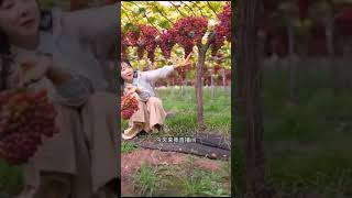 Beautiful Grape Farming grape shorts [upl. by Yalonda830]