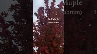 Red Maple 🌿 Acer rubric  garden calendar trees autumncolors [upl. by Wolford805]