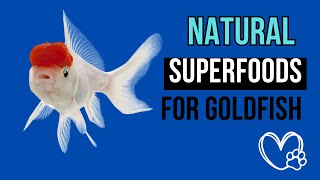 Natural superfood for your GOLDFISH TOP 16 [upl. by Lisabet375]