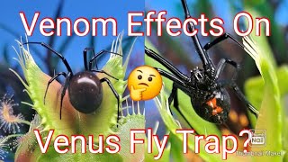 Can venom effect or harm a Venus Fly Trap [upl. by Aihsemak]