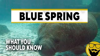 8 Things You Should Know Before Visiting the Manatees at Blue Spring State Park  Florida Travel [upl. by Eelah]