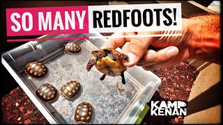 Beginners guide to REDFOOT Tortoises [upl. by Pegma523]