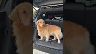 There has been no grooming for two months The daily life of the little golden retriever [upl. by Huberty]