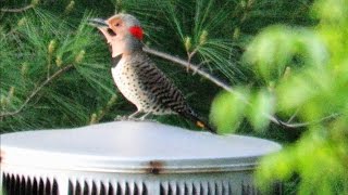 Worlds Loudest Woodpecker Drumming  Mini Documentary [upl. by Hnad]