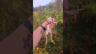 I catch frogs too apparently 😅🐸🎣 fishing bass bassfishing frog subscribe topwater like [upl. by Old]