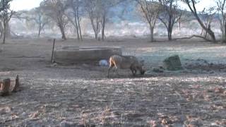 Warthog Hunting In South Africa [upl. by Uzzi]