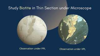 Biotite thin section under microscope  Pleochroic  Optical Mineralogy Geology Earth Science [upl. by Jsandye]