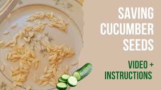 Learn how to Seed Save from Cucumbers  Fermentation Style Seed Saving [upl. by Annoval]