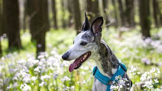 Curious About Whippet Lure Coursing Heres What You Need to Know [upl. by Satsoc544]