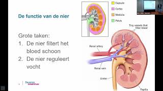 Chronische Nierschade [upl. by Paul]