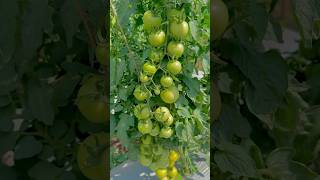 Roman tomato 🍅  Syngenta tomato varieties  agriculturelife farmer tomato [upl. by Dun]