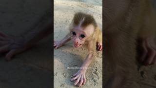 a cute monkey baby 🤔 [upl. by Angus]