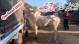 domail mandi today 6122024 latest update ll taxila mandi ll fateh jangi bull ll jamil tv ll [upl. by Rodrich]