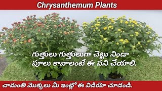 How to Grow Chrysanthemum Plantsనా దగ్గర ఉన్నా చామంతి మొక్కలుచెట్టు నిండా పూల కోసం ఇలా చేయండి [upl. by Albion]