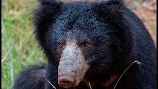 Sri Lankan Sloth bear is a sub species that is endemic to Sri Lanka [upl. by Acinok]