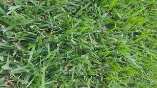 RESULTS  Rhizomatous Tall Fescue Lawn Renovation  The Grass Factor [upl. by Koran]