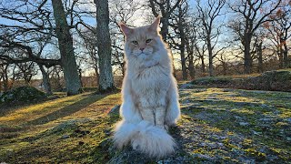 Maine Coon Adventures Livestream  The Castle Forest [upl. by Astraea]