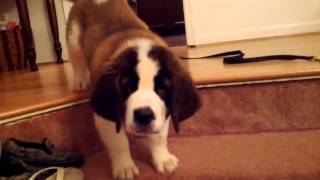 Watson St Bernard puppy first attempt at the stairs [upl. by Hollenbeck]