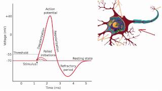 012 The Absolute and Relative Refractory Periods [upl. by Candyce]