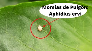 Identificando MOMIAS de PULGON Aphidius ervi [upl. by Cusick608]