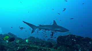 RevillagigedoSocorro Islands Diving 2023  Valentina Liveaboard [upl. by Alet]