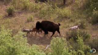 Bison and Her Calf Battle Wolves  North America [upl. by Philcox379]