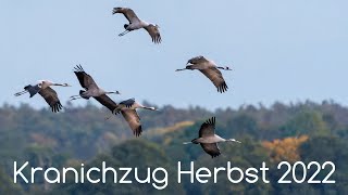 Kraniche auf dem Zug im Herbst 2022 [upl. by Donaghue]