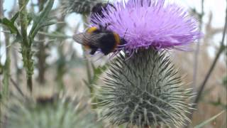 Hummel Flug brummen summen fliegt Geräusche Klänge HD Soundeffekte free [upl. by Latonia]