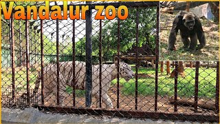 Vandalur zoo tamil vlog👉part 01 [upl. by Zel577]