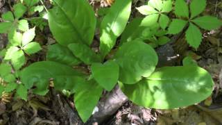 Plant portrait  Wild comfrey Cynoglossum virginianum [upl. by Einahc]