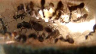 Ants Camponotus Cruentatus [upl. by Airretal]