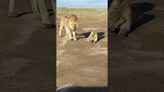 Several days of mating lioness is no longer interested lions gorgeousvideo wildlife animals [upl. by Erimahs954]