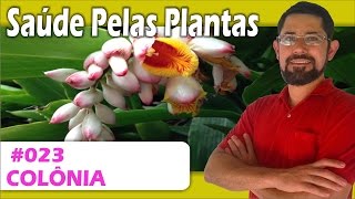 Saúde Pelas Plantas  Colonia antidepressivo calmante pressão arterial úlceras diurética [upl. by Fife]