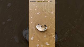 Rescue mission saving most venomos puffr fish returned to sea life saving shorts [upl. by Ddat]