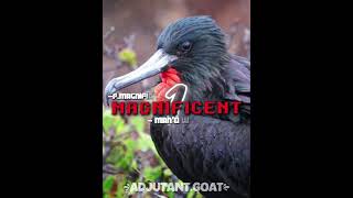 Shoebill vs Frigatebird  wisedit battleedit memes birds shoebill vsedit shorts edit [upl. by Ecneralc]