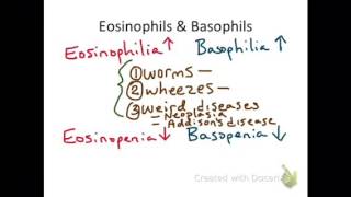 Eosinophils amp Basophils [upl. by Rey756]