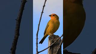 canário da terra canáriodaterra birds [upl. by Naziaf]