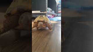 Trunky  Horsefield Tortoise is exploring his new home [upl. by Retswerb]