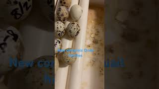 New Coturnix quail hatches [upl. by Eenitsed]