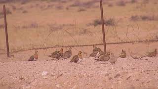 Pin tailed amp Spotted Sandgrouse [upl. by Danyelle]